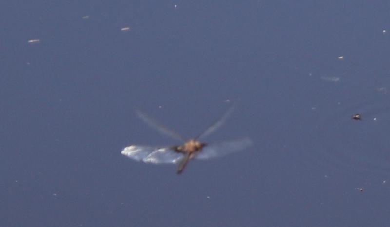 Photo of Common Baskettail