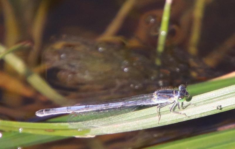Photo of Eastern Forktail