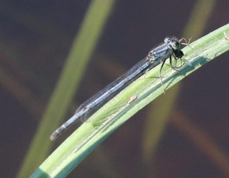 Photo of Eastern Forktail