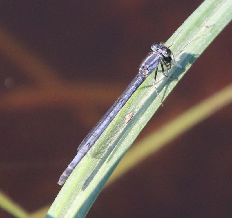 Photo of Eastern Forktail