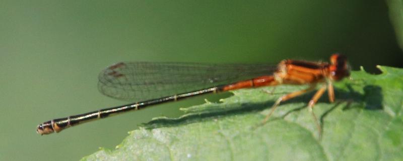 Photo of Eastern Forktail