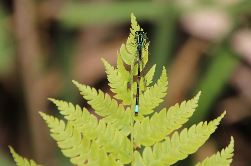 Photo of Eastern Forktail