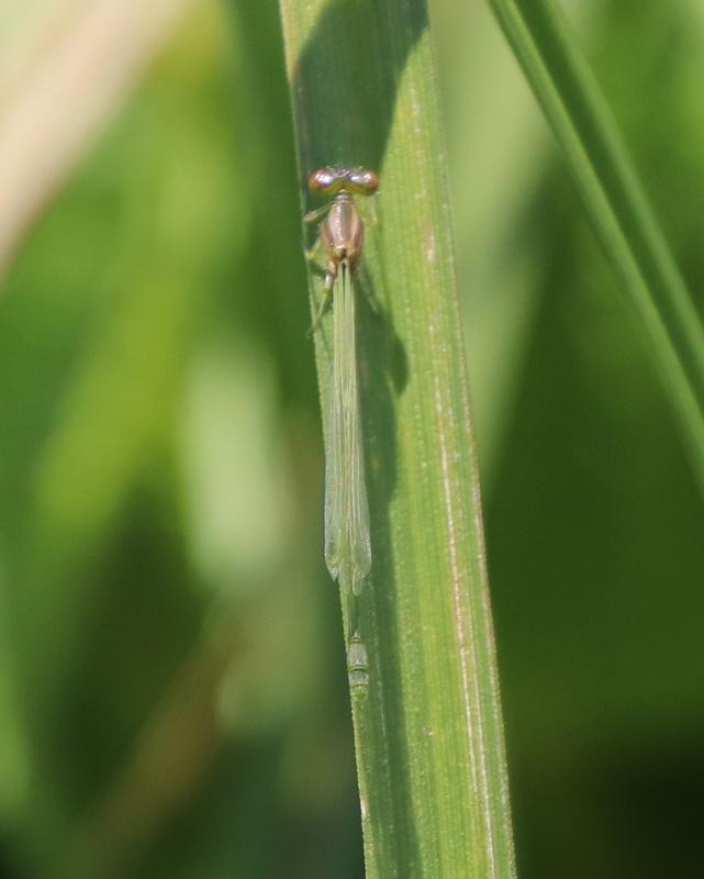 Photo of Eastern Forktail