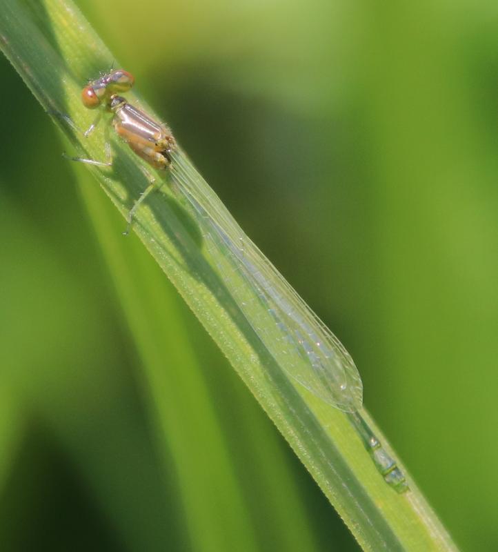 Photo of Eastern Forktail