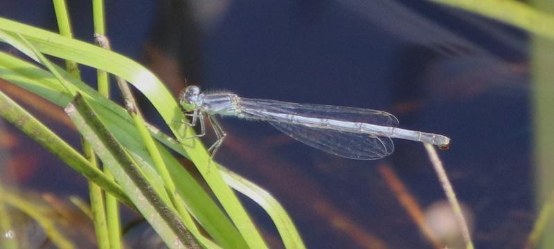 Photo of Eastern Forktail