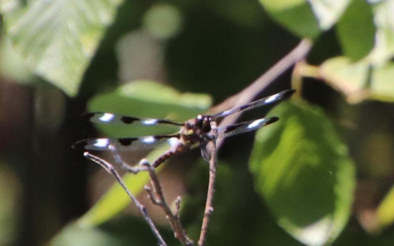 Photo of Twelve-spotted Skimmer