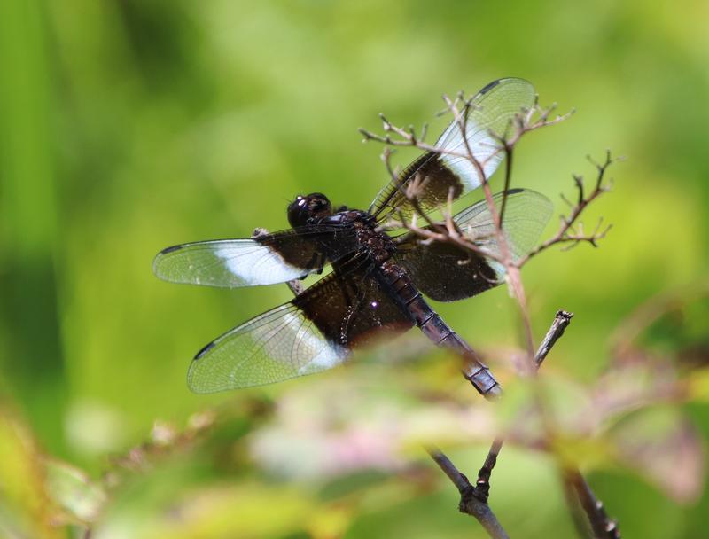 Photo of Widow Skimmer