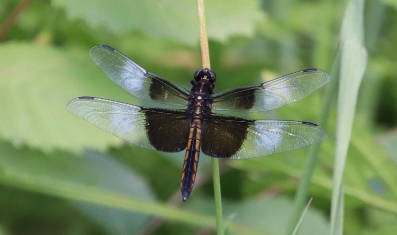 Photo of Widow Skimmer