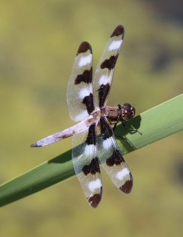 Photo of Twelve-spotted Skimmer