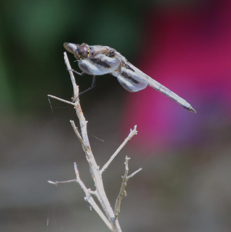 Photo of Twelve-spotted Skimmer