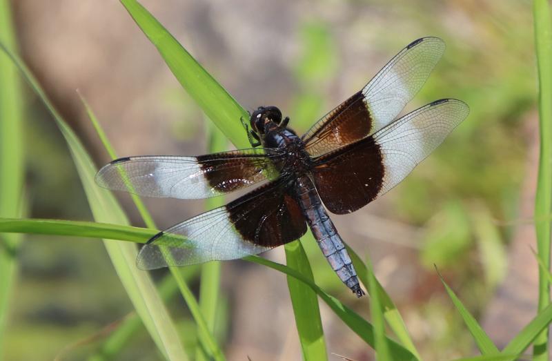 Photo of Widow Skimmer