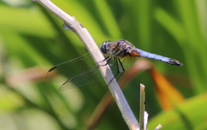 Photo of Blue Dasher
