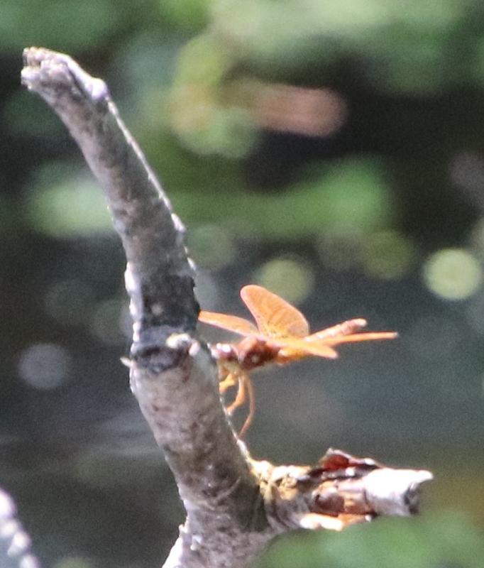 Photo of Eastern Amberwing