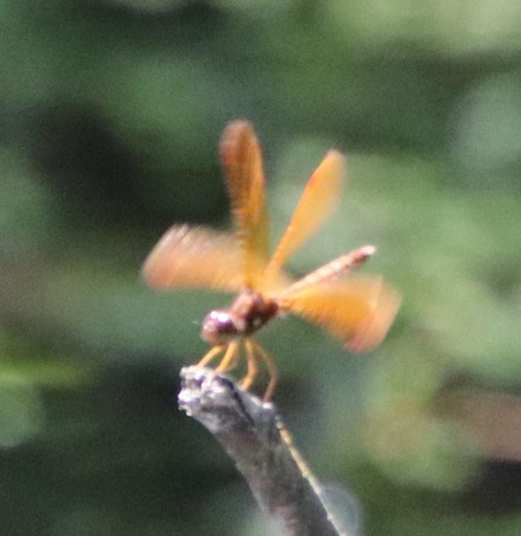 Photo of Eastern Amberwing