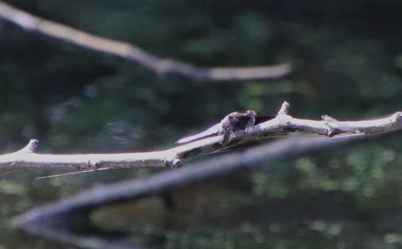 Photo of Common Whitetail