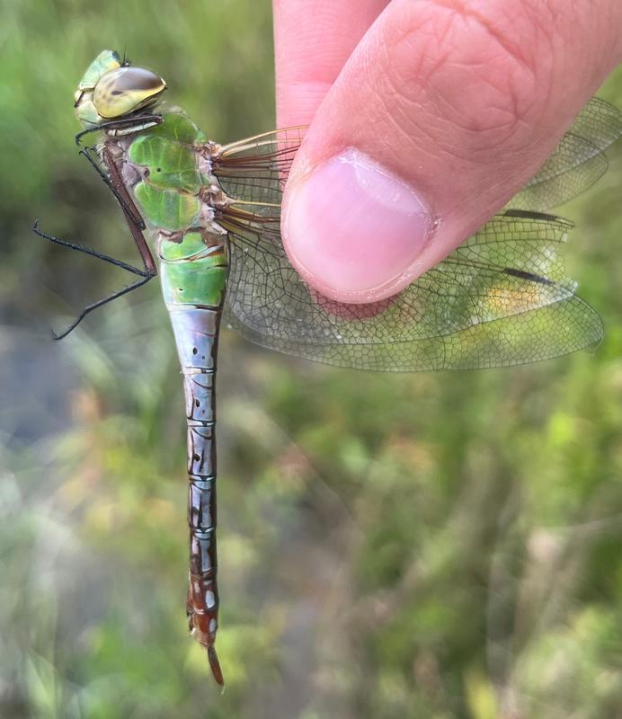 Photo of Common Green Darner