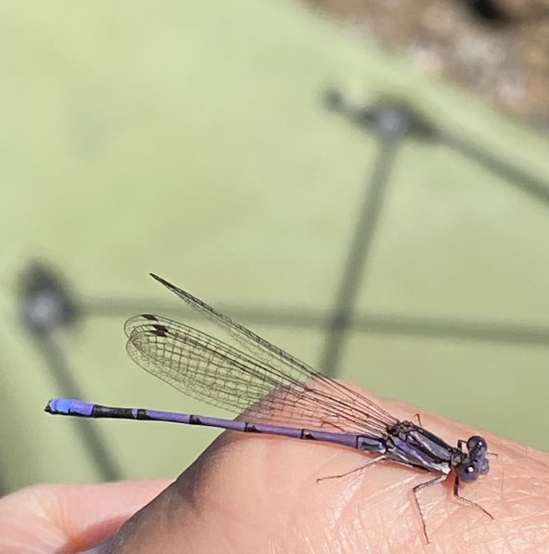 Photo of Variable Dancer (Violet Dancer ssp.)