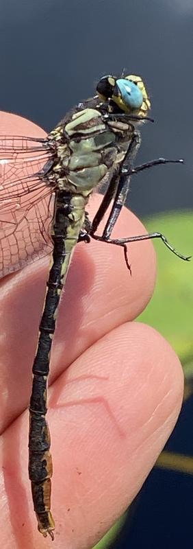 Photo of Lilypad Clubtail