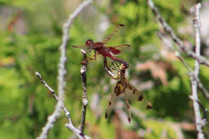 Photo of Calico Pennant