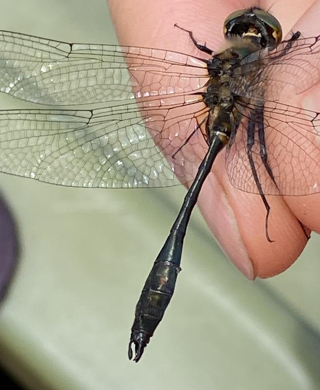 Photo of Racket-tailed Emerald