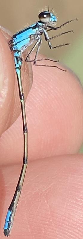 Photo of Skimming Bluet