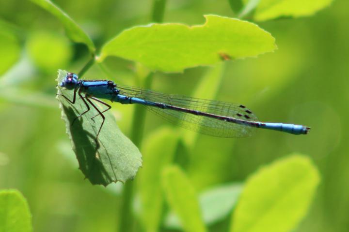 Photo of Azure Bluet