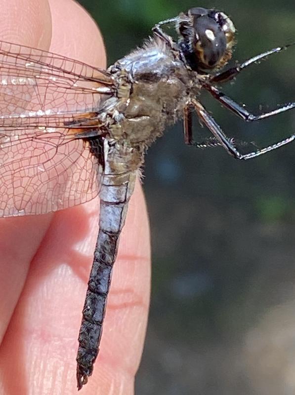 Photo of Chalk-fronted Corporal