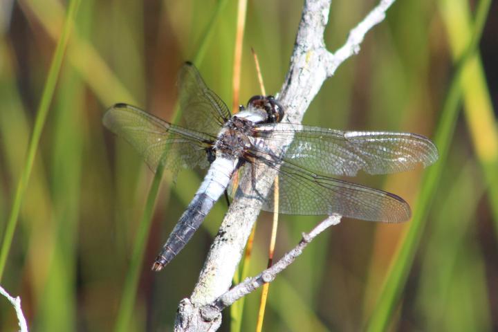 Photo of Chalk-fronted Corporal