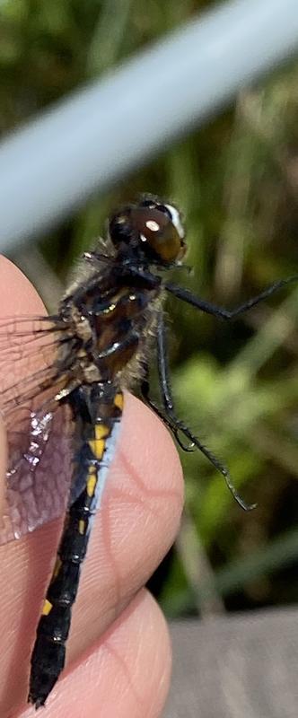 Photo of Dot-tailed Whiteface