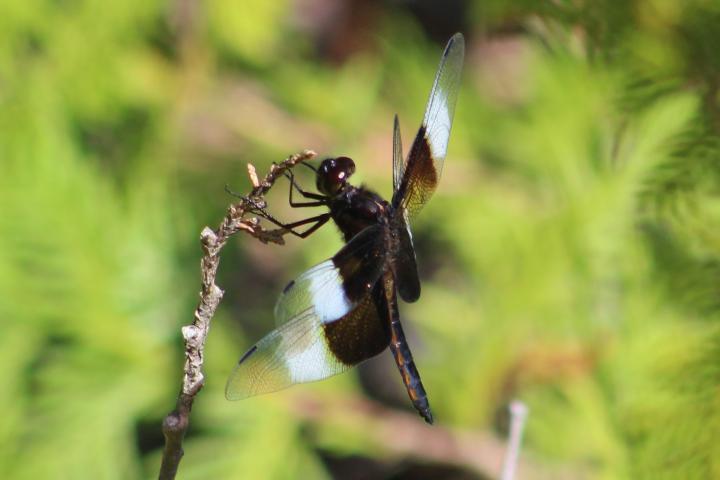 Photo of Widow Skimmer