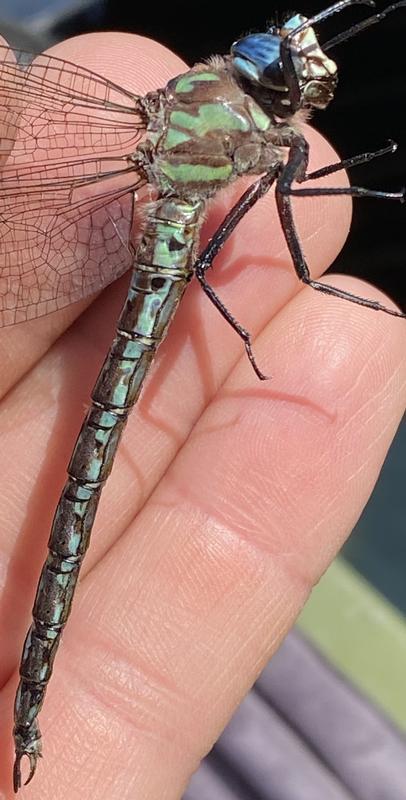 Photo of Cyrano Darner