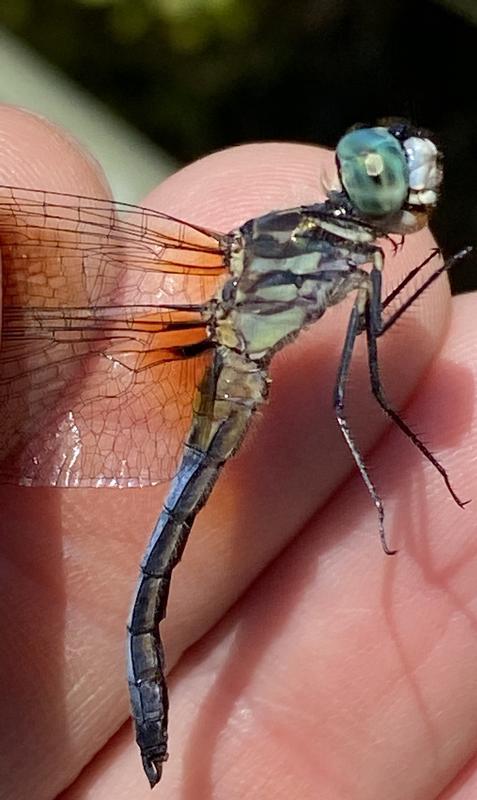 Photo of Blue Dasher