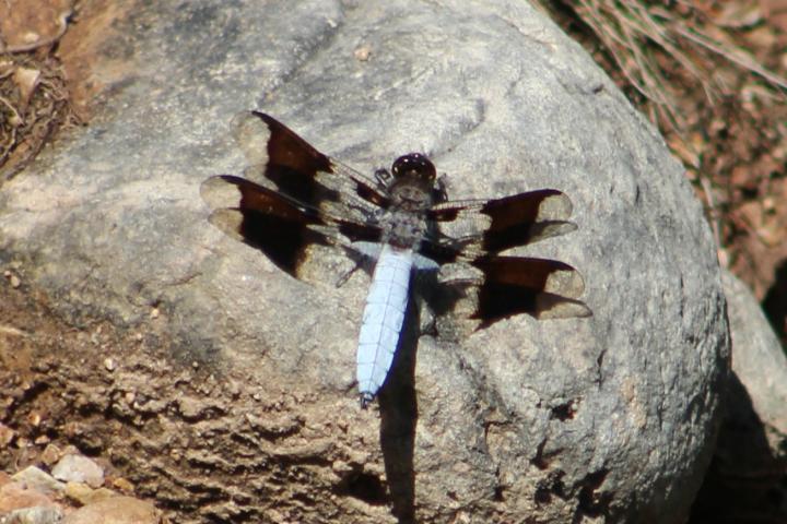 Photo of Common Whitetail