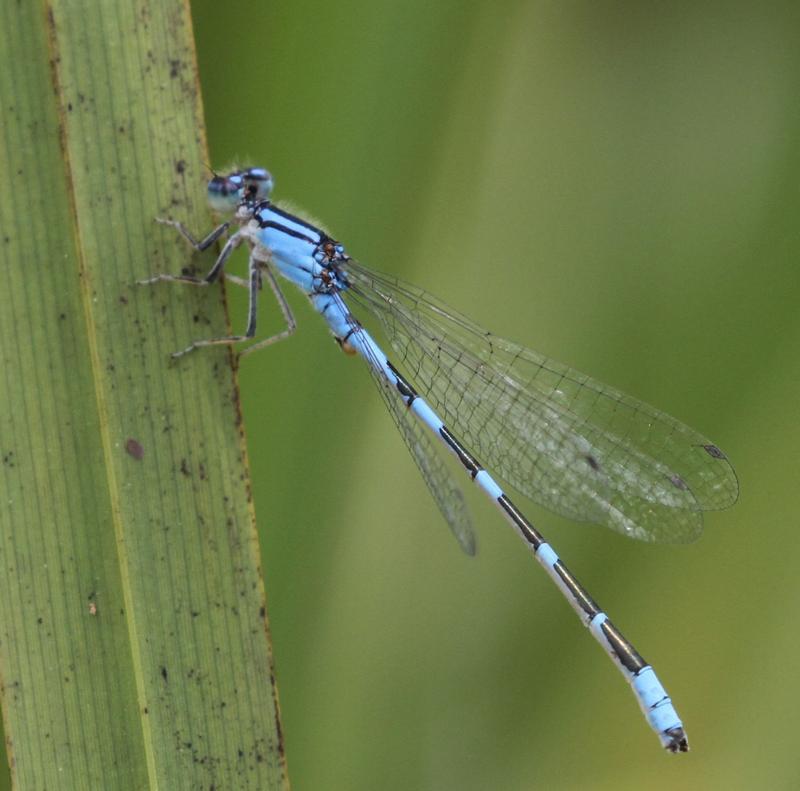 Photo of Tule Bluet