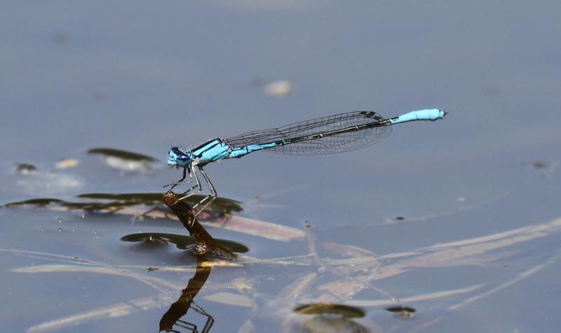 Photo of Azure Bluet