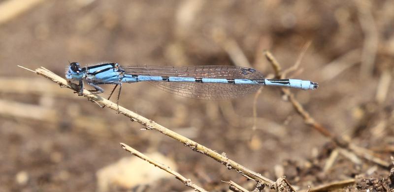 Photo of Familiar Bluet