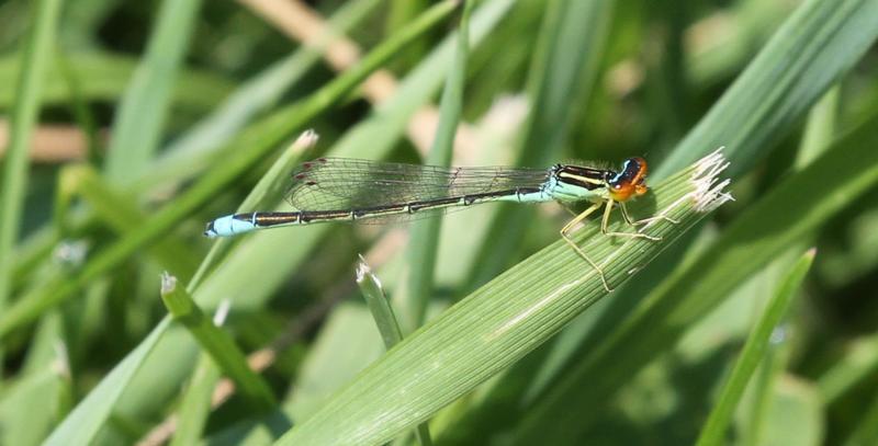 Photo of Rainbow Bluet