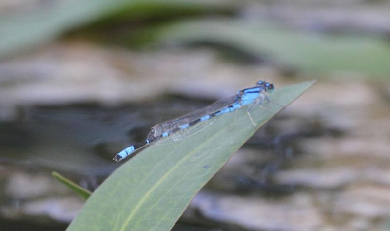 Photo of Tule Bluet