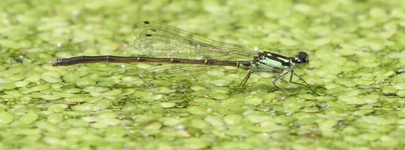Photo of Fragile Forktail