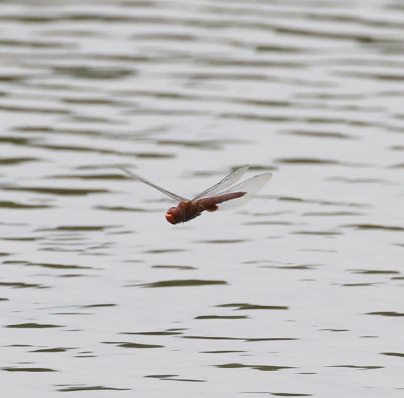 Photo of Spot-winged Glider