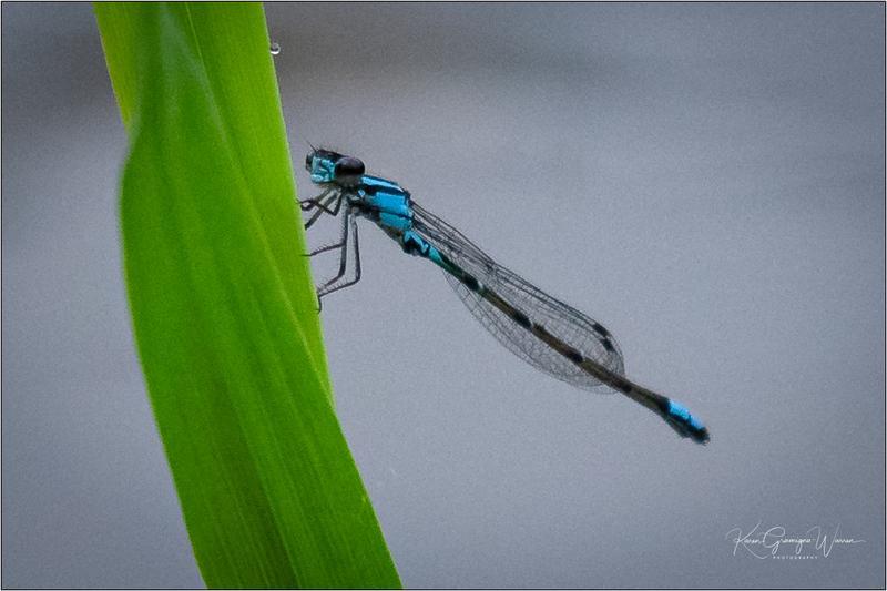 Photo of Skimming Bluet