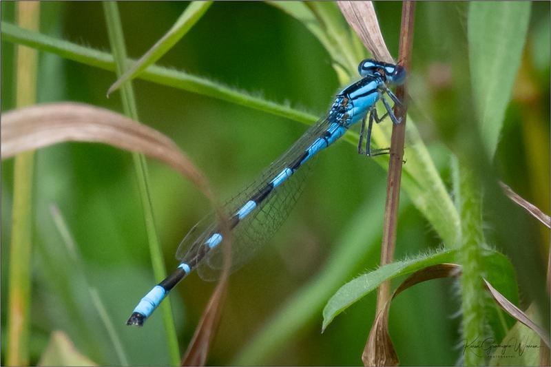 Photo of Tule Bluet