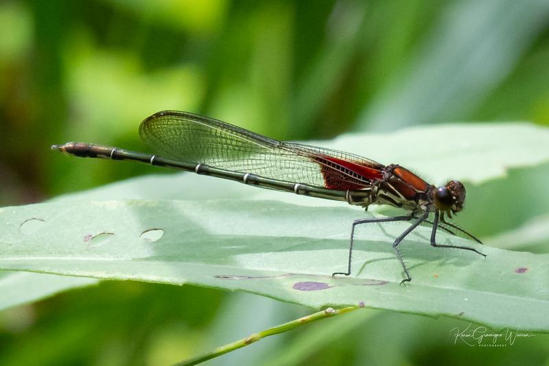 Photo of American Rubyspot