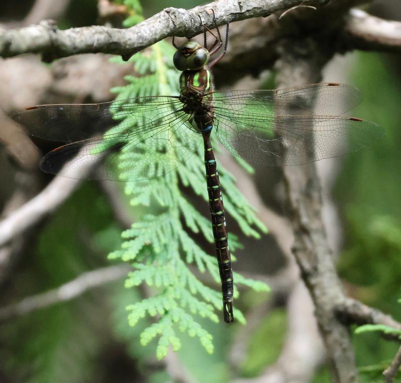Photo of Shadow Darner