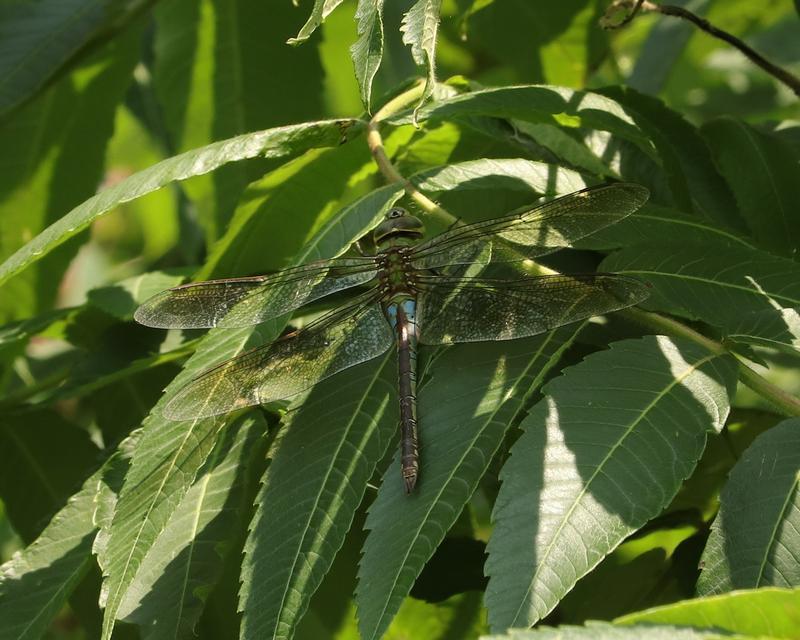Photo of Common Green Darner