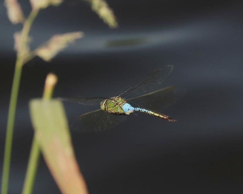 Photo of Common Green Darner