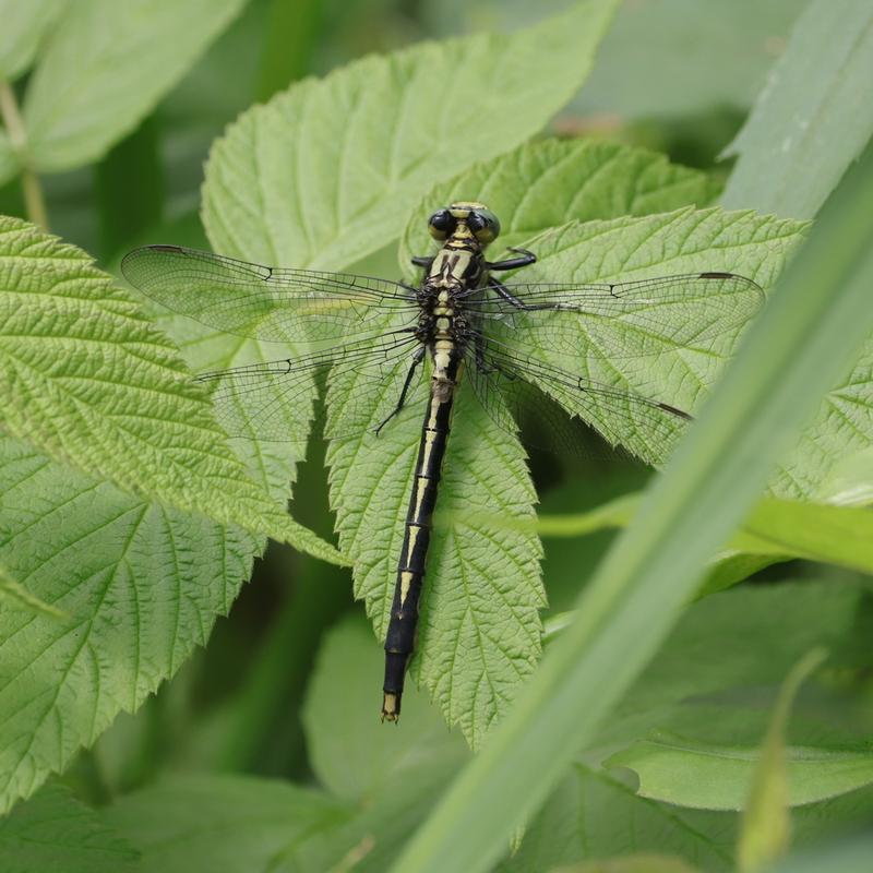 Photo of Lilypad Clubtail