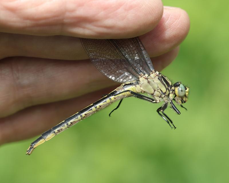 Photo of Lilypad Clubtail