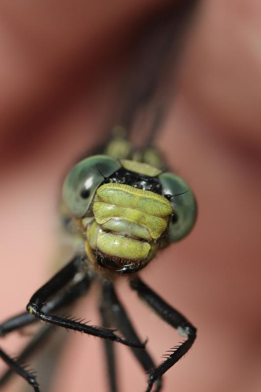 Photo of Lilypad Clubtail