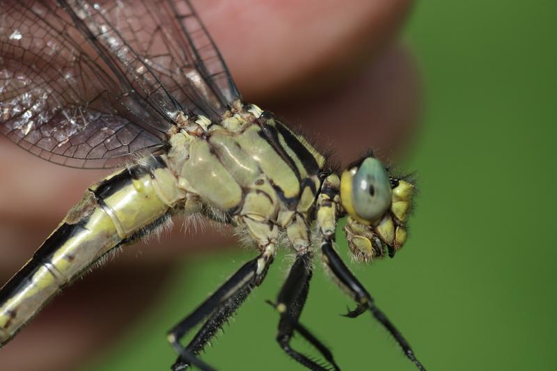 Photo of Lilypad Clubtail